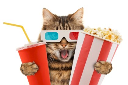 cat-in-the-cinema.jpg