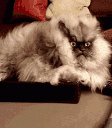 funny-cat.gif