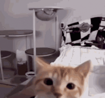 cat(0).gif