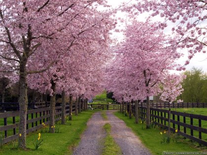 spring-season-3-wallpapers-1600x1200-3613859890.jpg