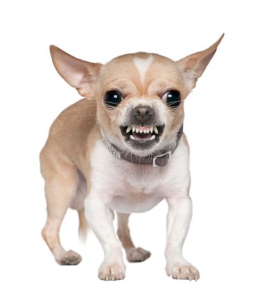 snarl-dog.jpg