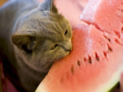 kot melon.jpg
