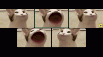 popcat-discord.gif