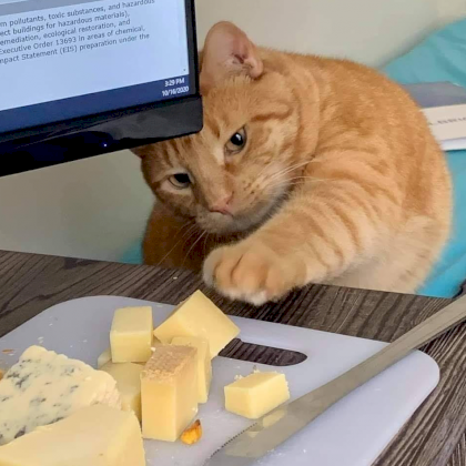 kot cheese.png
