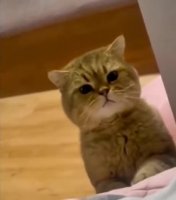 aeQPYRv_460svvp9.webm
