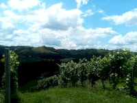 IMG_20200719_114252_0.jpg