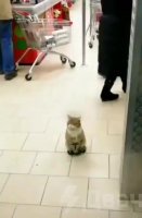 sadcat.mp4