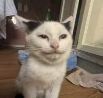 collection cat displeased.png