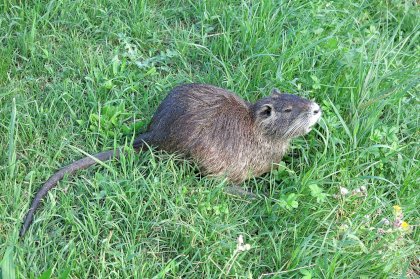 ljubljana swamp rat.jpg