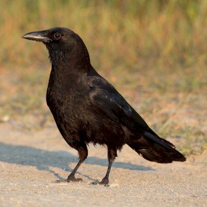 Corvus-brachyrhynchos-001.jpg