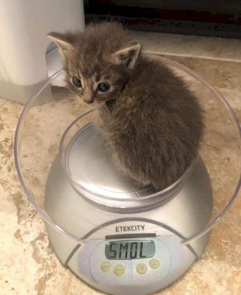kot smol.jpeg