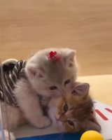 aMEWdgP_460svvp9.webm