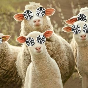 lambs.jpg