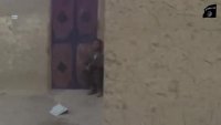 tactical midget.webm