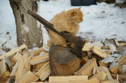 ax_cat.jpg