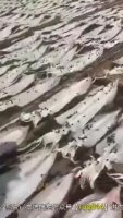 china3.mp4