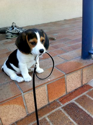 dog_envisioning_the_destruction_of_humanity.jpg