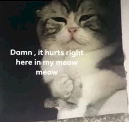 meowmeow.jpg