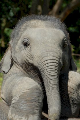 hairy elephant.jpg