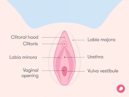 7416-vulva%20diagram1006x755[1].jpg