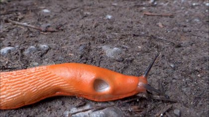 slug0.jpg
