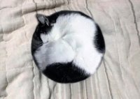сфера-котэ-sphere-cats-5138285 (1).webm