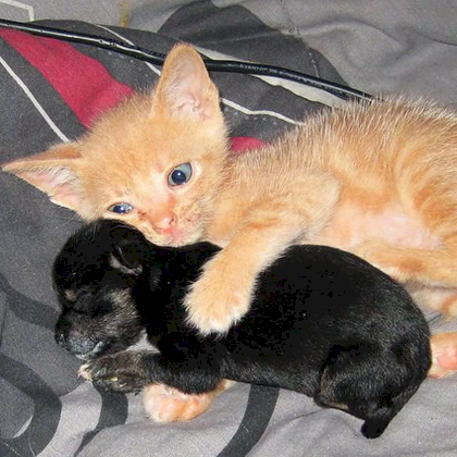 Finn and fren.png