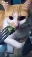 Cats hate it too.mp4