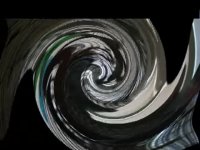 edgy parrot.webm
