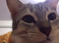 hapahap.webm