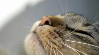 sniff.jpg