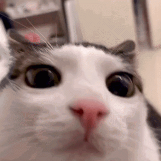 1698353687299098.gif