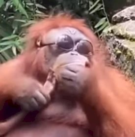 pondering orang.jpg