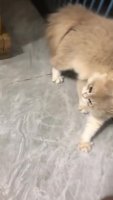 a6qxMn9_460svav1.mp4
