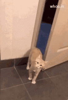 hZ_lup43lUzaHtDfAYSz5-urwumH83Rnv6uVySt33oA.gif
