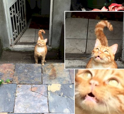indoor-cats-going-outside-for-the-first-time.jpg