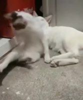 a34Yjgm_460svvp9.webm