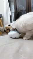pet_machine.mp4