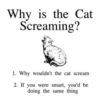 why_is_the_cat_screaming.jpg
