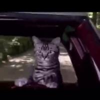 1757606951154238.webm