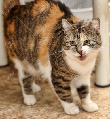 15231830-cat-licking-its-chops.jpg