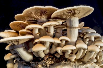 mushrooms.jpg