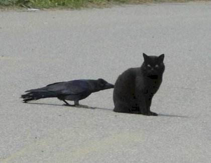 funny-crows-pics-26.jpg