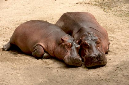 hippopotamus[1].jpg