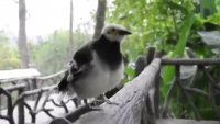poliittinen lintu.webm