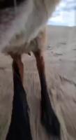 IMG_4629.MP4