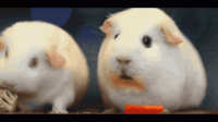 46410b908c048df89a4b6fd6b03bbf2a0c8e8505e070b8f37b619090895cc3f9.gif