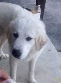 1530468021057.gif
