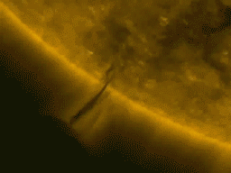 sundrinker (1).gif