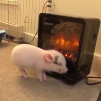 This piglet and his private fireplace.mp4